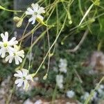 Silene saxifraga Blomst