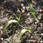 Scilla monophyllos Fruit