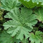 Gunnera tinctoria Blatt