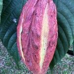 Theobroma cacao Frutto