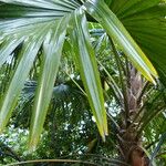 Livistona australis Likasa