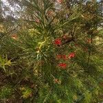 Grevillea rosmarinifolia Хабит