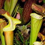 Sarracenia flava Blad