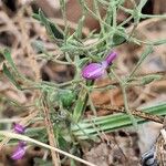 Dicliptera paniculata Çiçek