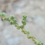 Caroxylon vermiculatum Flower