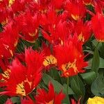 Tulipa agenensisFlor