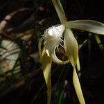 Brassavola cucullata Frukt