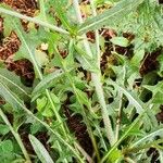 Cichorium intybus Leaf