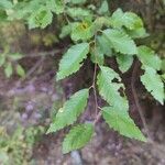 Carpinus orientalisLeht