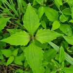 Chromolaena odorata Blad