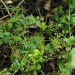 Rubia peregrina Плід