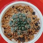 Gymnocalycium baldianum ഇല