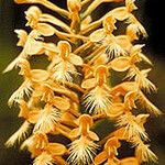 Platanthera ciliaris Fiore