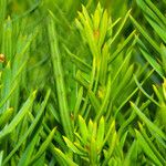 Podocarpus totara Leaf