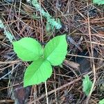 Toxicodendron rydbergii Leaf