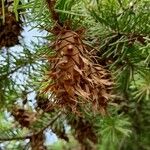 Pseudotsuga menziesii Gyümölcs