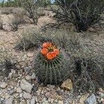 Ferocactus wislizeni Цветок