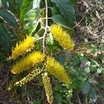 Combretum laxum Flower