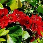 Chaenomeles × superba Flower