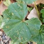 Malva pusilla Leaf