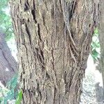 Cenostigma tocantinum പുറംതൊലി