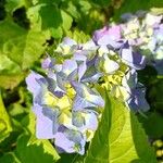 Hydrangea spp.Flower