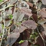 Corylus maxima Foglia