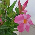 Mandevilla splendens Цветок