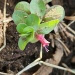 Lythrum rotundifolium Blatt