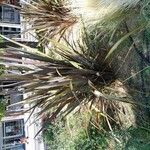 Phormium tenax Fuelha