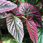 Begonia brevirimosa Leaf