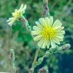 Lactuca serriola 花