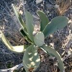 Kalanchoe grandidieri Folha