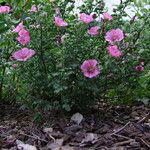 Anisodontea scabrosa Habit