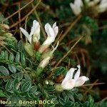 Astragalus terraccianoi 花