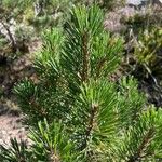 Pinus mugoList