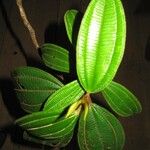 Miconia tschudyoides Blad