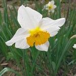 Narcissus × incomparabilis Flor