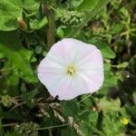 Convolvulus arvensis Flower