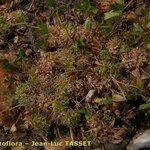 Trifolium suffocatum Libunga