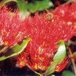 Metrosideros dolichandra Flower