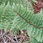 Polystichum setiferum Φύλλο