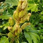 Fatsia japonicaपत्ता