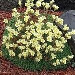 Saxifraga squarrosa Flower