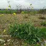 Diplotaxis tenuifolia Habit