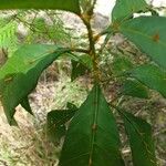 Solanum bahamense Hoja