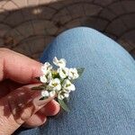 Lobularia maritima Цветок
