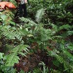 Triplophyllum securidiforme आदत