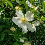 Rosa laevigata Flower