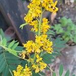 Senna marilandica फूल